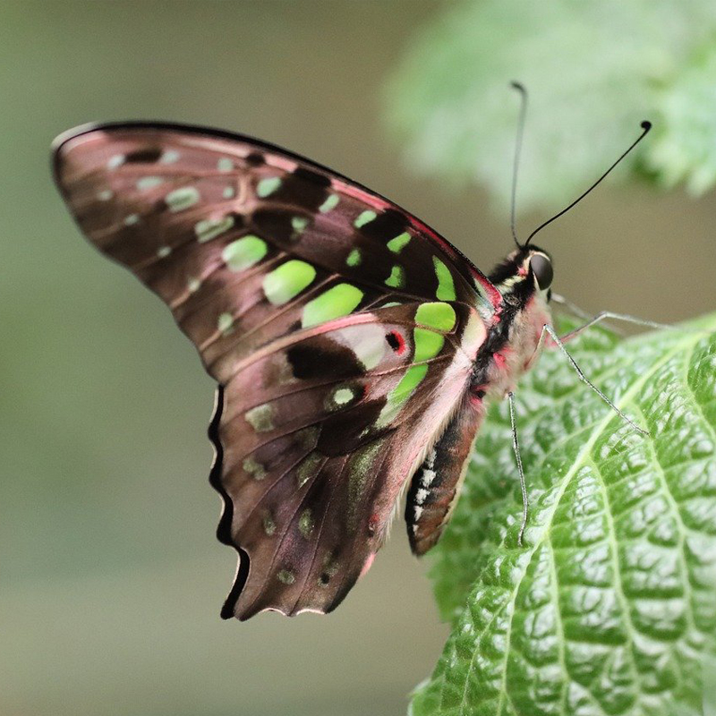 Butterfly on leaf